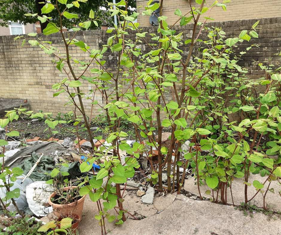 Japanese Knotweed: Search Your Postcode